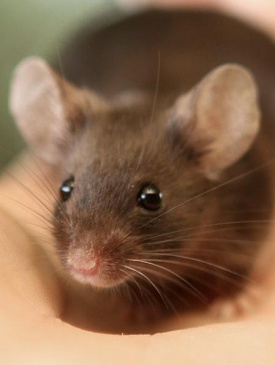 موفقیت دانشمندان در ایجاد ارتباط بین موش‌ها به کمک دستگاه بی‌سیم