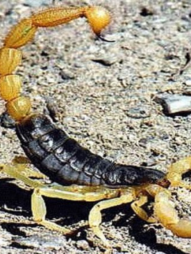 عقرب گزیدگی