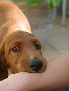 گازگرفتگی توسط سگ یا گربه