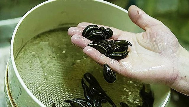 ابلاغ روش معدوم کردن زالوی مصرف شده در مرکز درمانی قبل از امحا