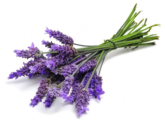 خواص اسطوخودوس در طب سنتی