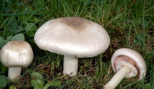 پیشگیری و مقابله با مسمومیت های ناشی از مصرف قارچ های خود رو و سمی