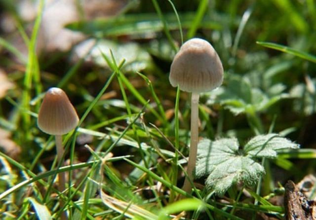 اطلاعیه در خصوص پیشگیری از مسمومیت با قارچ های خودرو و سمی