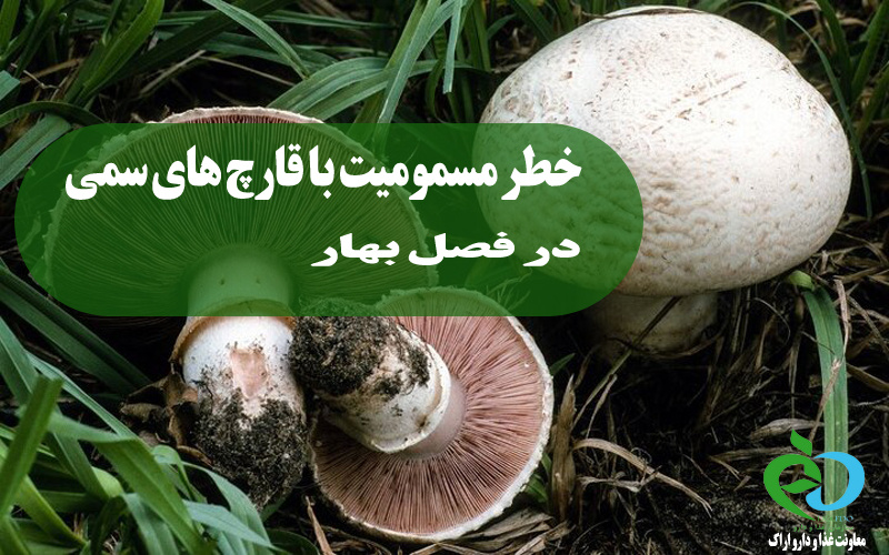 مسمومیت با قارچ‌های خودرو و سمی با شروع فصل بهار