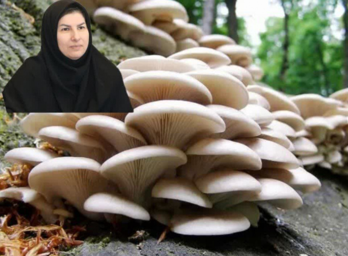 شیوع مسمومیت با قارچ‌های سمی در فصل بهار