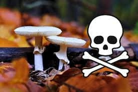 پیشگیری از مسمومیت با قارچ‌های خودرو و سمی