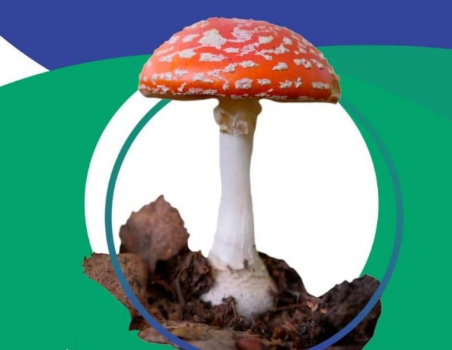 خطر مسمومیت با قارچ های سمی و چند توصیه