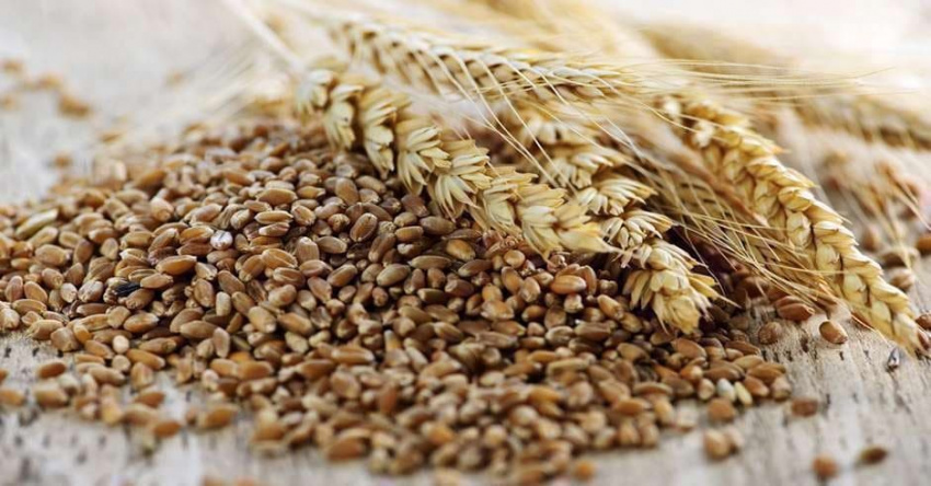 راهکارهای طلایی برای افزایش جذب مواد مغذی سبوس گندم