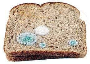 تمام غذای کپک زده دور ریز است/ برخی کپک‌ها تولید سم می‌کنند