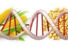 کنترل و ایمنی محصولات تراریخته با نظارت سختگیرانه سازمان غذا و دارو