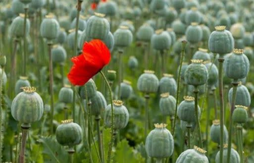 لزوم بازگشت ایران به کشت قانونی خشخاش برای تأمین مواد اولیه دارویی