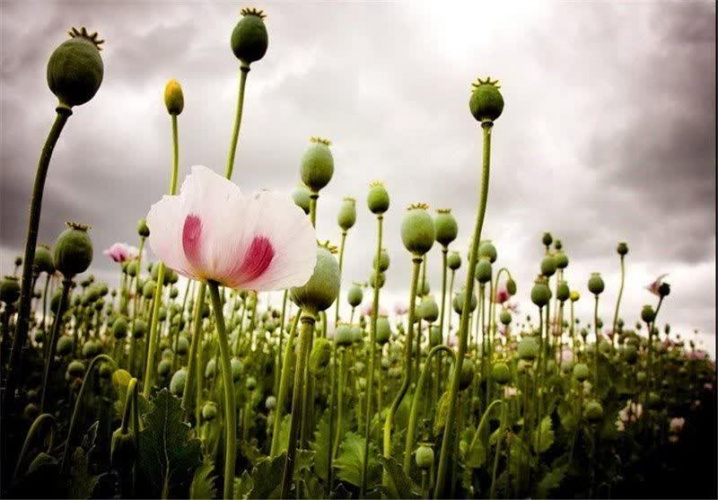 داروهای از تریاک؛ ضرورت حیاتی برای اتاق عمل و بیماران صعب‌العلاج