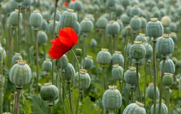 کاهش منابع خشخاش تهدیدی برای داروسازی ایران