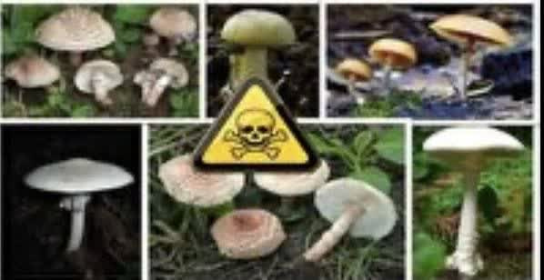 سازمان غذا و دارو: از قارچ‌های خودرو در طبیعت به هیچ وجه استفاده نکنید