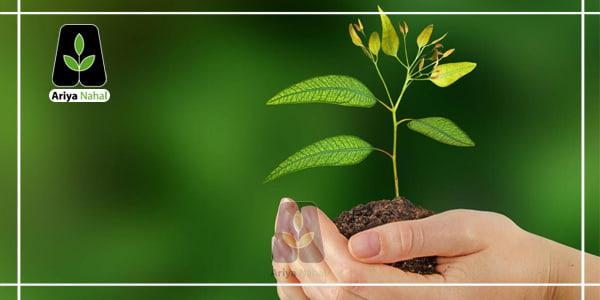 پانزدهم اسفند ماه روز درختکاری گرامی باد